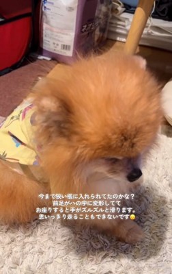 前足が変形していたうにくん