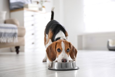 上目遣いで見ながら食事する犬