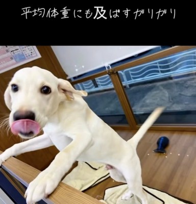 立ち上がる白い大型犬