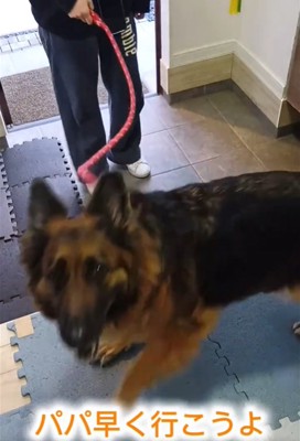 上を見る犬3