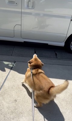 お尻ごとブンブン