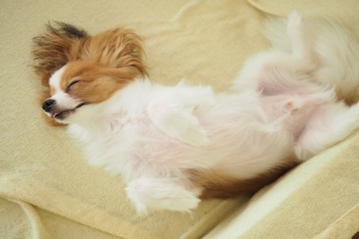 へそ天で寝ている犬