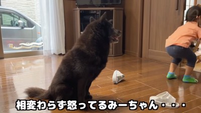 怒るみーちゃんを見守る一休さん