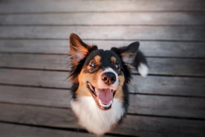 笑顔で見上げる犬