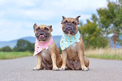 スカーフをつけた2匹の犬