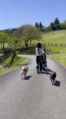 隣に並んで公園を散歩する2頭の犬