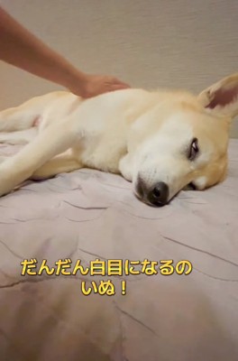 白目のすいちゃん