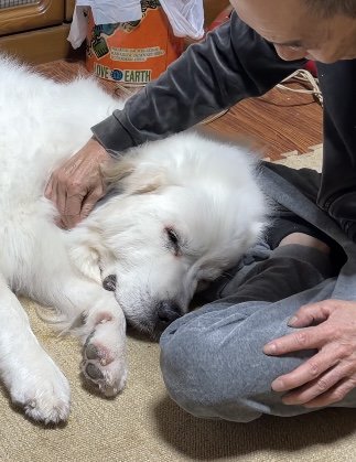 目を閉じて甘える犬