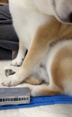 フワフワがはみ出てる