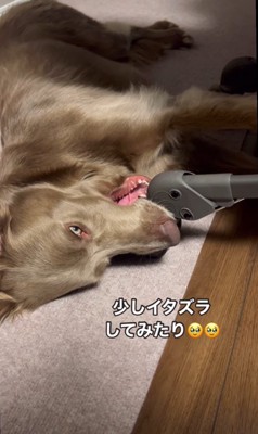 ルルちゃんと赤ちゃん4