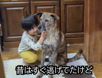 座っている犬を撫でる男の子