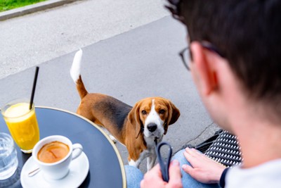 カフェで待つ犬