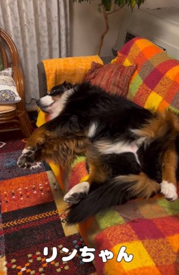 無視するリンちゃん