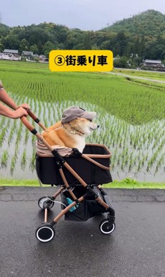 色々な乗り物に乗るおもち君4