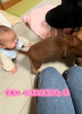 実家のワンコの洗礼を受ける赤ちゃん7