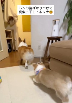 レンくんの後を追うレナちゃん