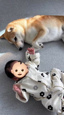 隣にいる赤ちゃんを寝転がりながら見つめる犬