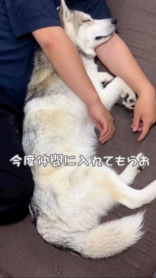 横向きで寝るハスキー