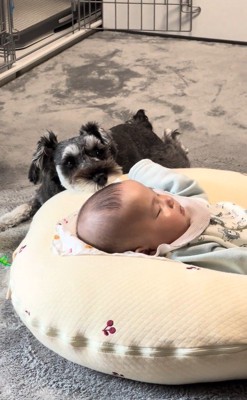 赤ちゃんを見守るらんちゃん2