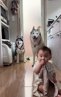 赤ちゃんとワンコたち