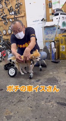 犬用車椅子に乗った犬