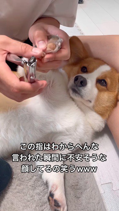爪切りをされている前足を見つめる犬