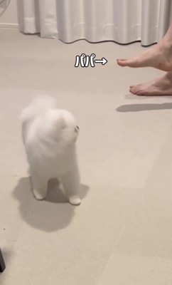パパに気づく犬