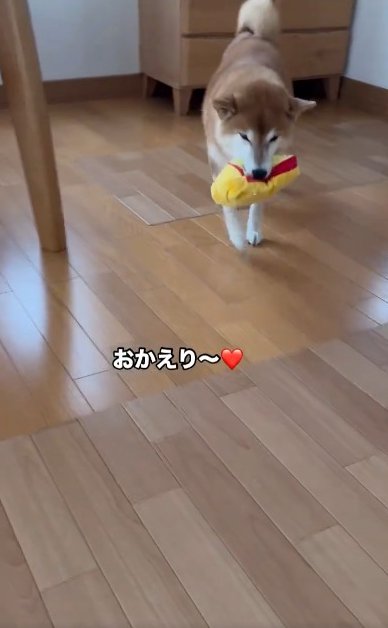 柴犬