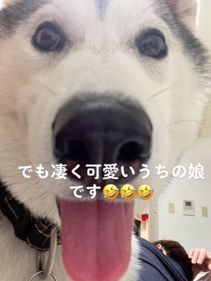 舌を出すきなこちゃん