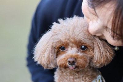飼い主に甘えるトイプードル