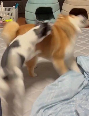 いくらちゃん、強烈なアタック！