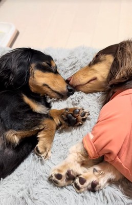 くっついて眠る小型犬たち