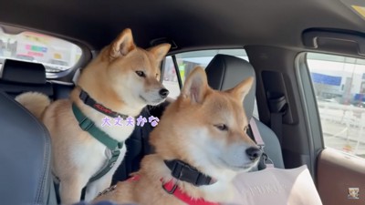 心配そうな2匹2