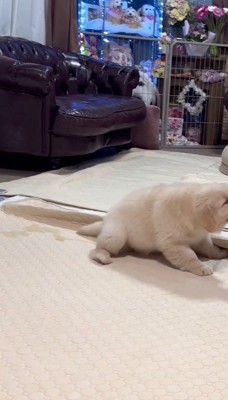 床におしっこをしてしまう子犬