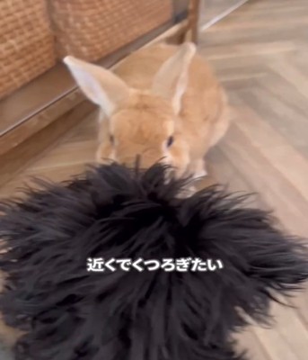 犬の頭とうさぎ