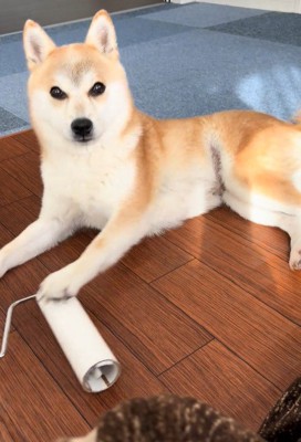 コロコロを要求するクウちゃん2