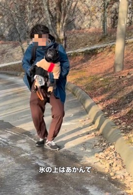 抱っこされるパグ