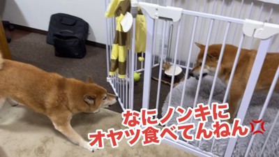 ボブくんに八つ当たり