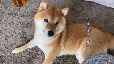 弟さんを起こしに行くはちくん