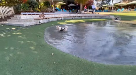 茶々丸くんのハプニング6