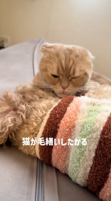 犬の腹に顔を埋める猫