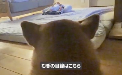 赤ちゃんを遠くから見守る犬