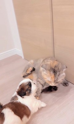 赤ちゃん犬と猫のふれあい7