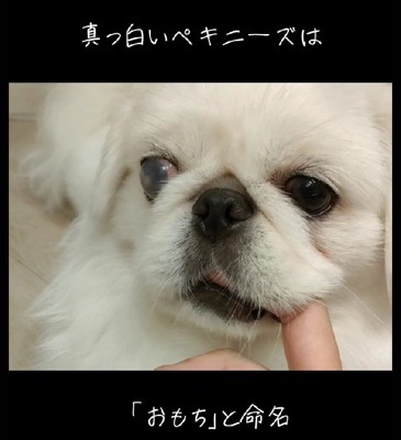 「おもち」ちゃんと命名