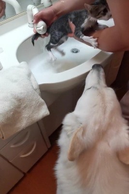 シャンプーを近くで見守る