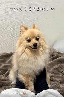 ついてくるサニーくん