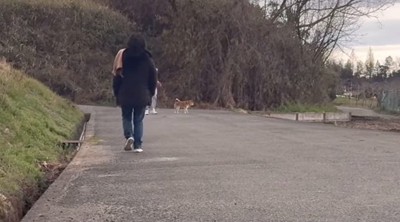 立ち止まる柴犬