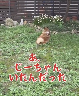 庭の奥に座る犬