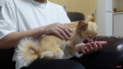 飼い主さんが浮気した時のみるくちゃん6