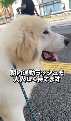 お姉さんを迎えに来たボンドくん2